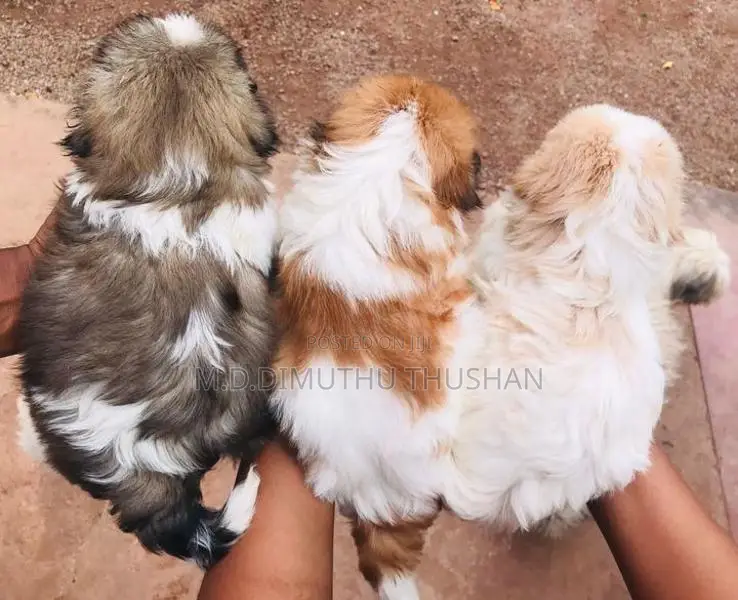 Shih Tzu Puppies