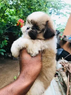 Shih Tzu Puppies