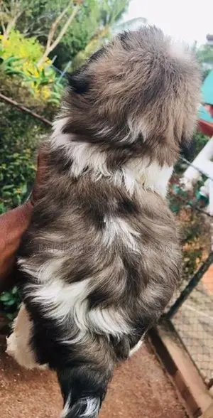 Shih Tzu Puppies