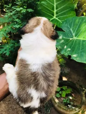Shih Tzu Puppies