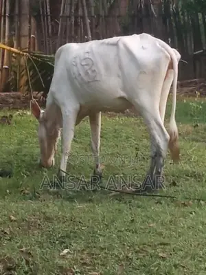 மாடுகள்