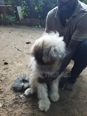 Shih Tzu Puppies