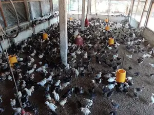 Country Chicks