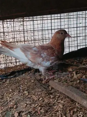 Samara Cross Pigeon