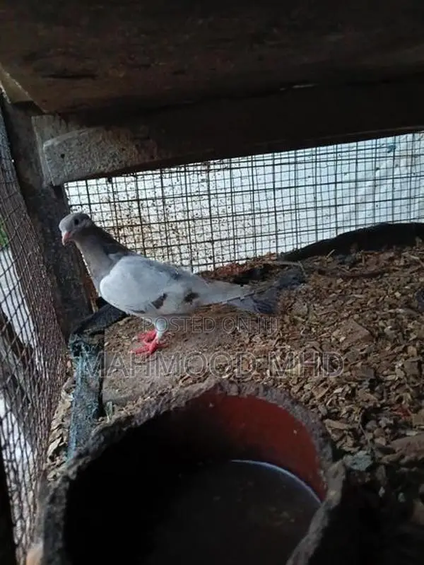 Pigeon