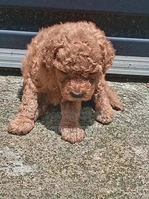 Toy Poodle Puppies