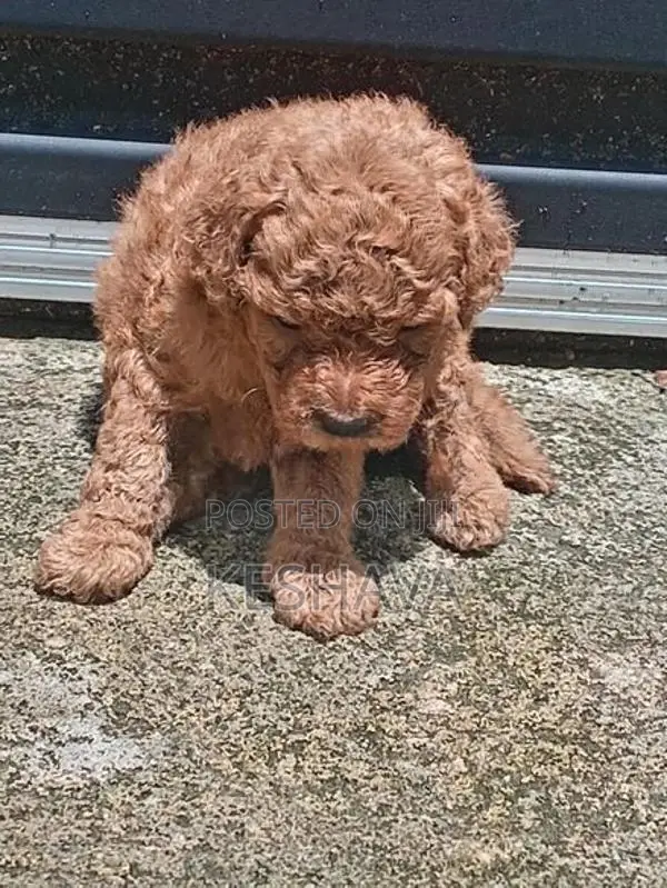 Toy Poodle Puppies