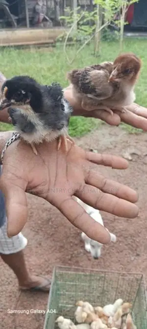 நாட்டு கோழி குஞ்சு