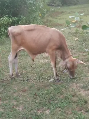 மாடுகள்