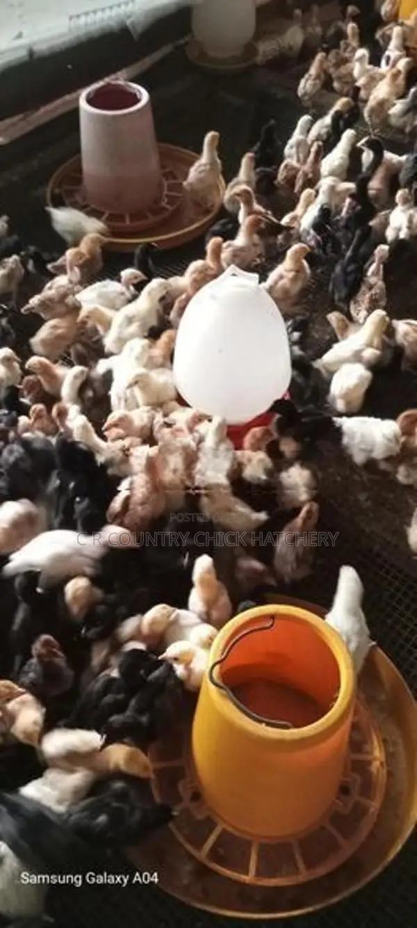 Country Chicks