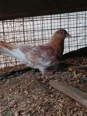 Samara Cross Pigeon