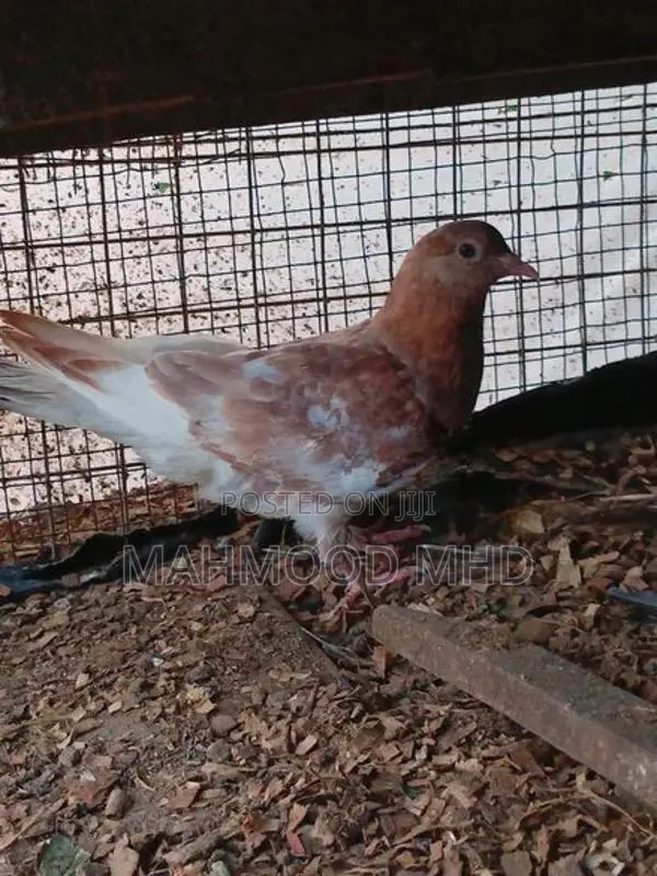 Samara Cross Pigeon