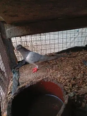 Pigeon