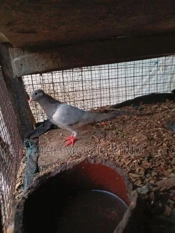 Pigeon