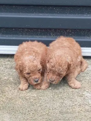 Toy Poodle Puppies