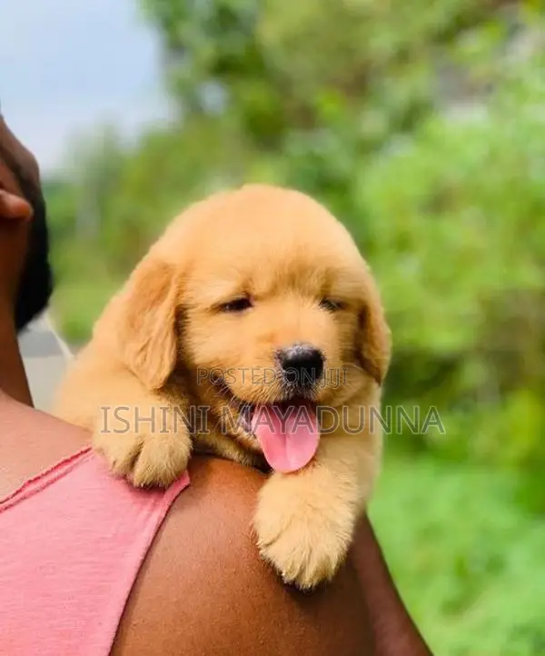 Golden Retriever Puppies