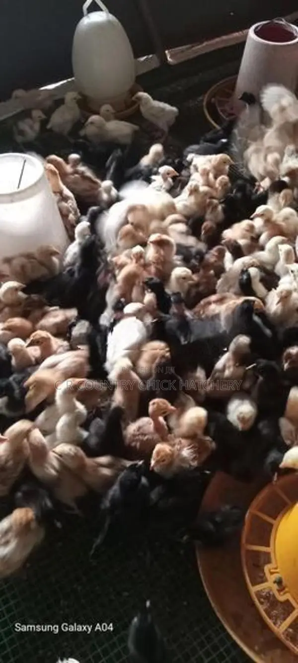 Country Chicks