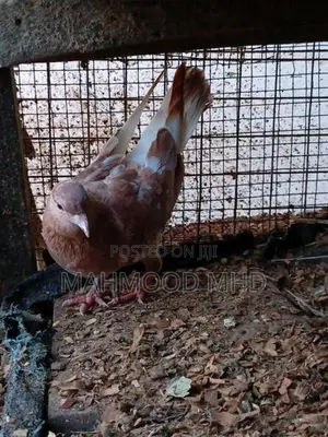 Samara Cross Pigeon