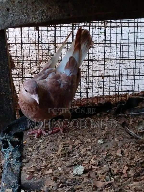 Samara Cross Pigeon
