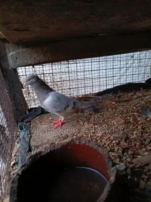 Pigeon