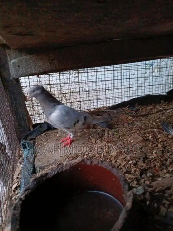 Pigeon