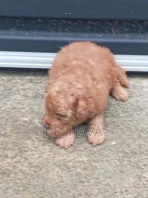 Toy Poodle Puppies