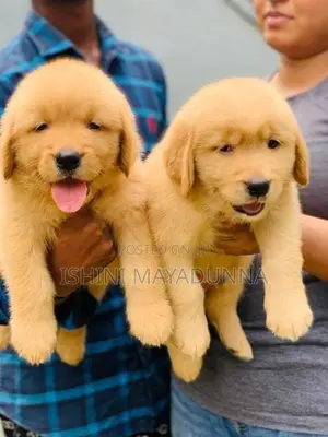 Golden Retriever Puppies