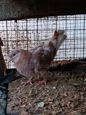 Samara Cross Pigeon