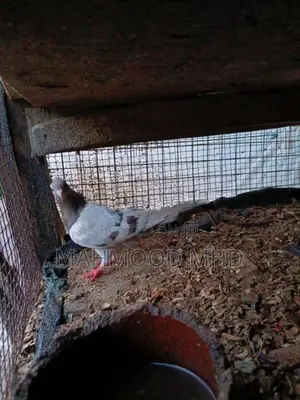 Pigeon