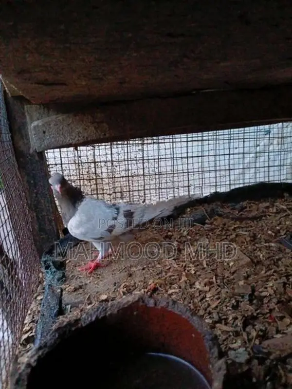 Pigeon