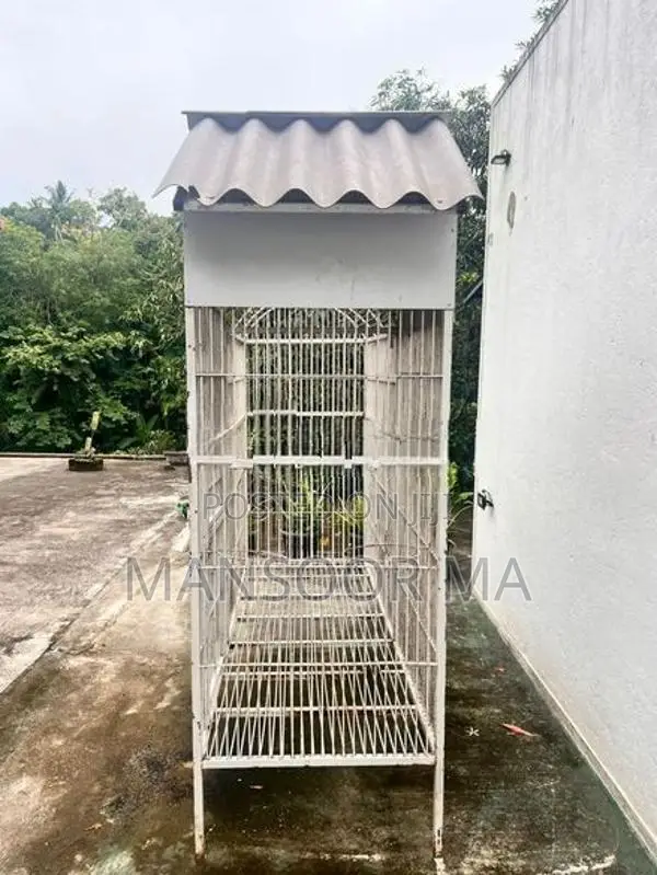 Birds Cage