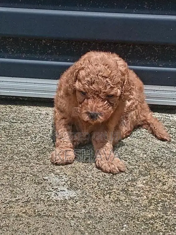 Toy Poodle Puppies