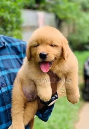 Golden Retriever Puppies
