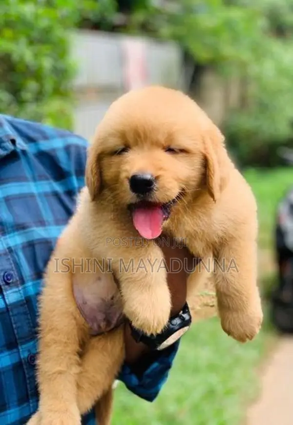 Golden Retriever Puppies