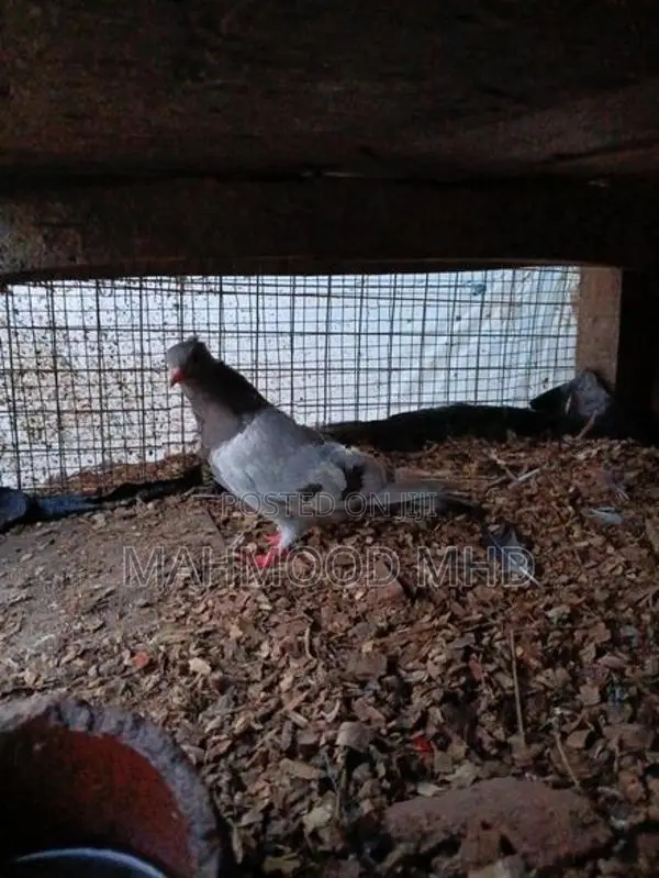 Pigeon
