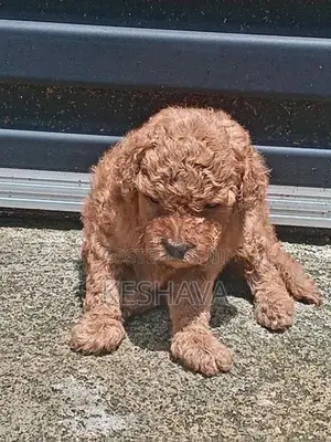 Toy Poodle Puppies