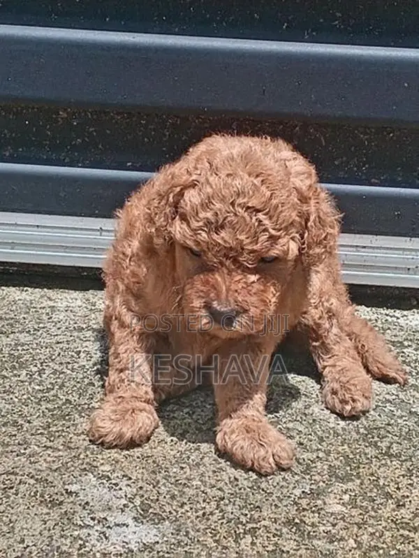 Toy Poodle Puppies