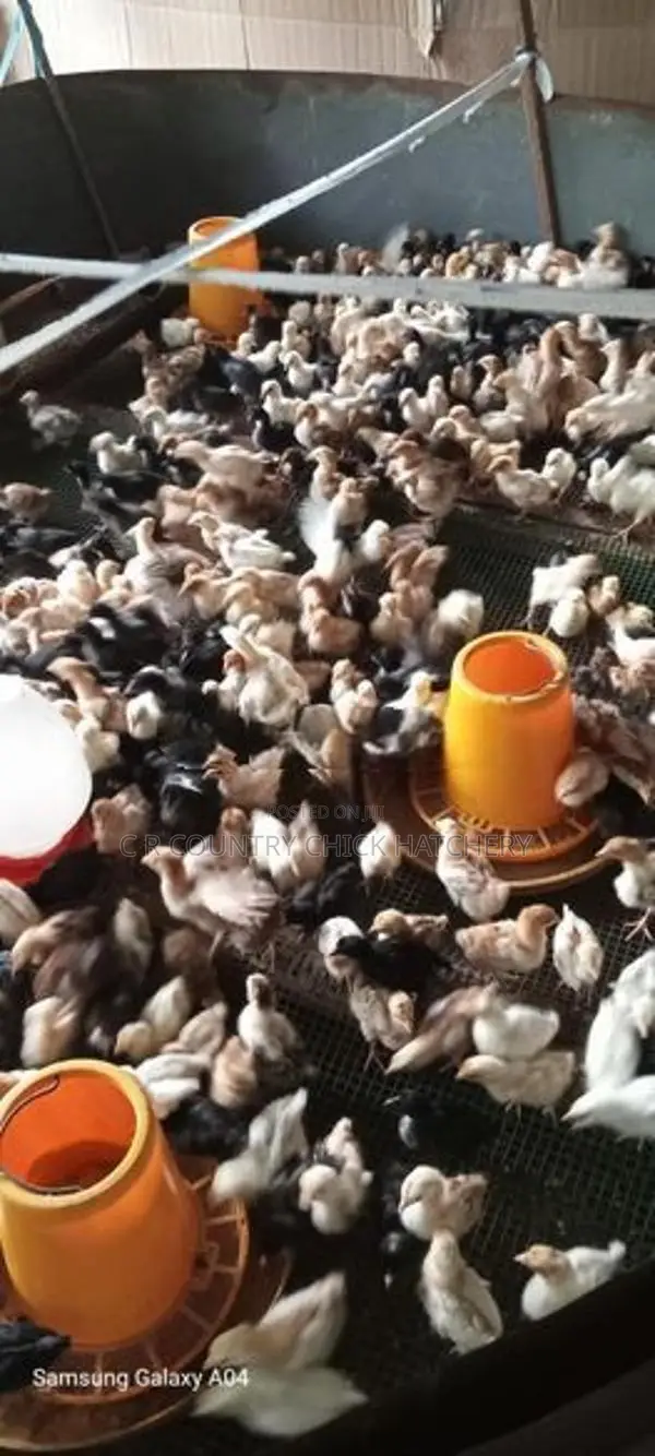 நாட்டு கோழி குஞ்சு