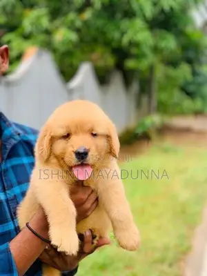 Golden Retriever Puppies