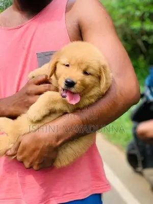 Golden Retriever Puppies