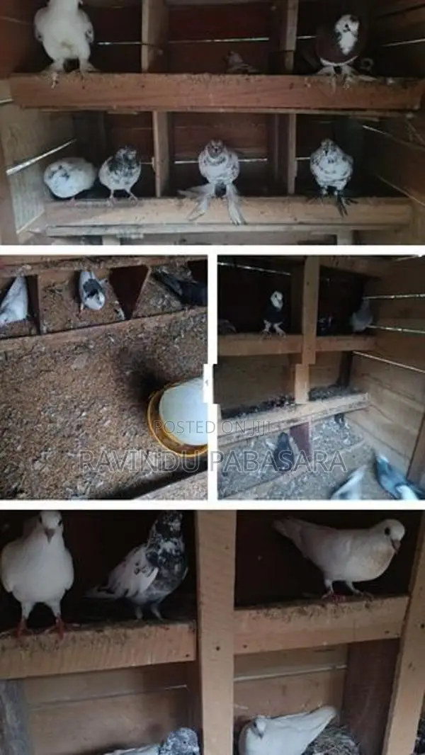 Pigeon