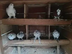 Pigeons