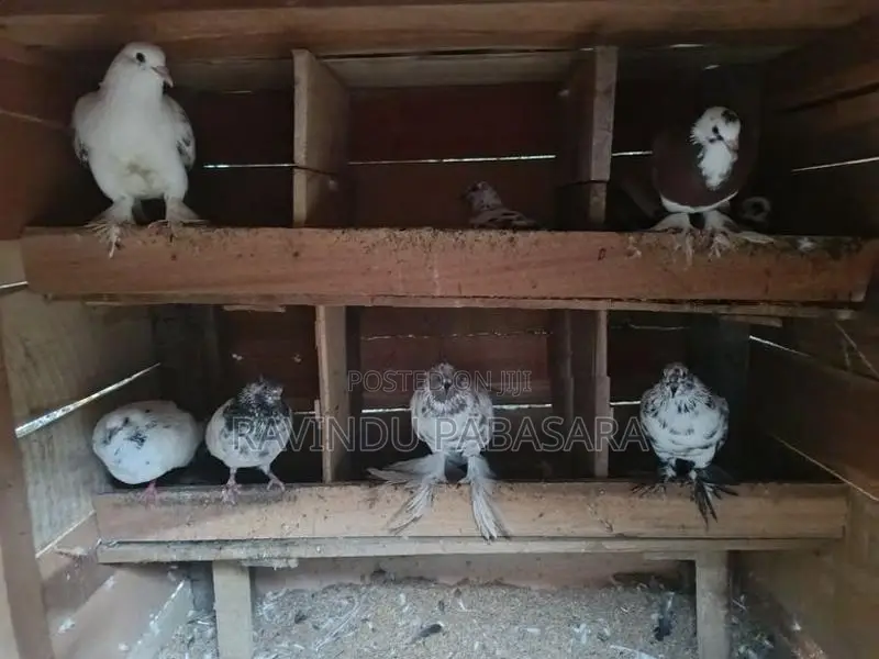 Pigeons