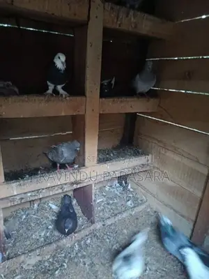 Pigeon