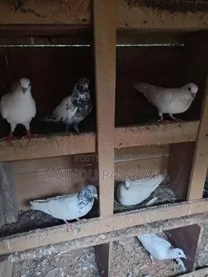 Pigeons