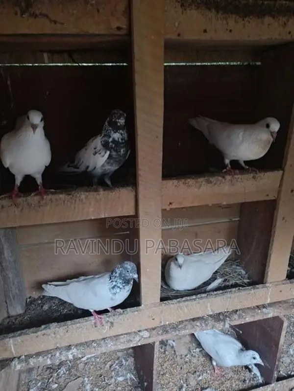 Pigeon