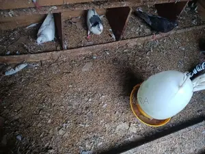 Pigeon
