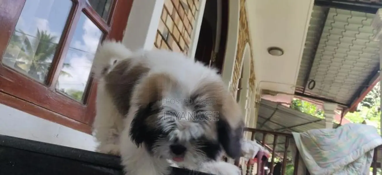Shit Tzu Puppy