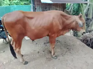 Jersey Cow