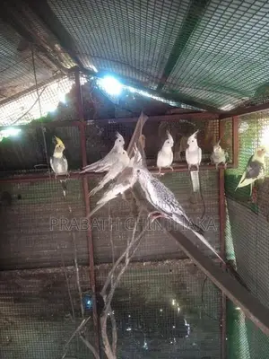 Cocktails Birds